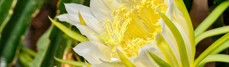 flor pitaya selenicereus undatus fruta del dragon