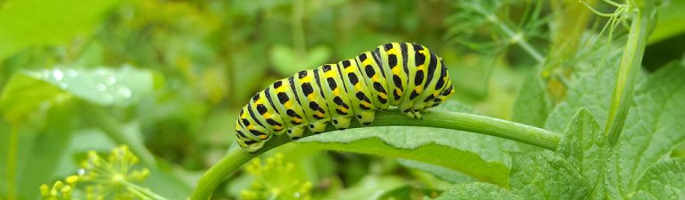 larva mariposa machaon