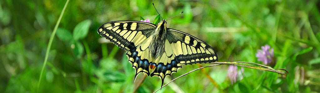 mariposa machaon