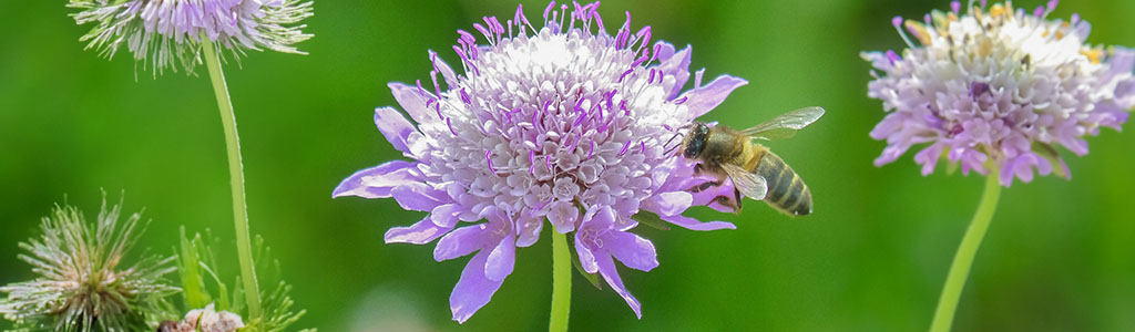 plantas y flores melíferas